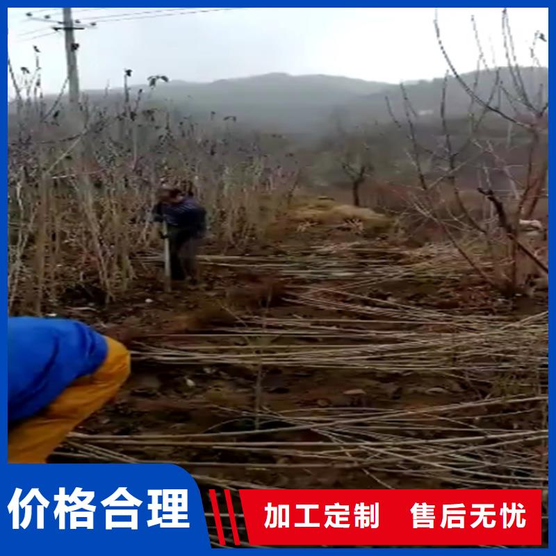 【樱桃板栗苗厂家供应】