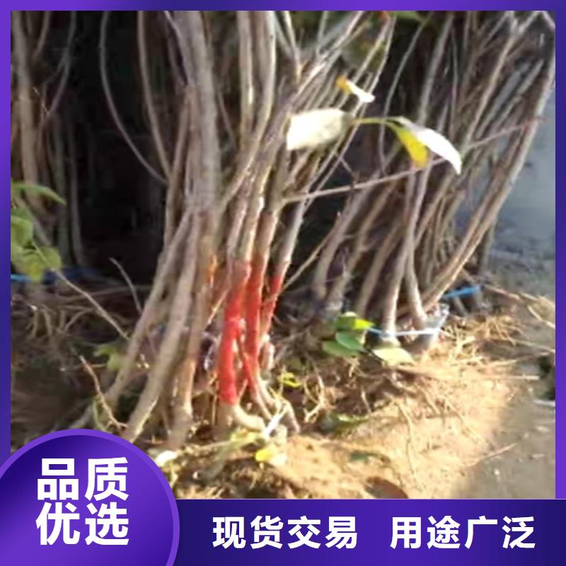大樱桃树苗怎么卖批发零售