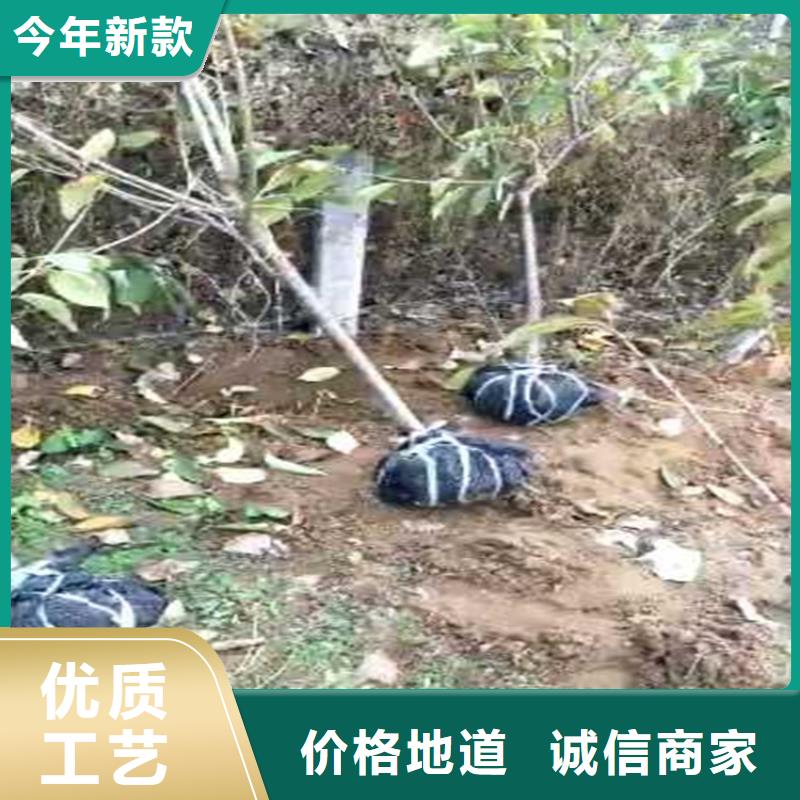 车厘子苗当年结果树
