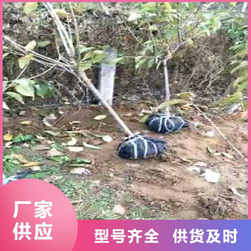 大樱桃树苗怎么卖批发零售