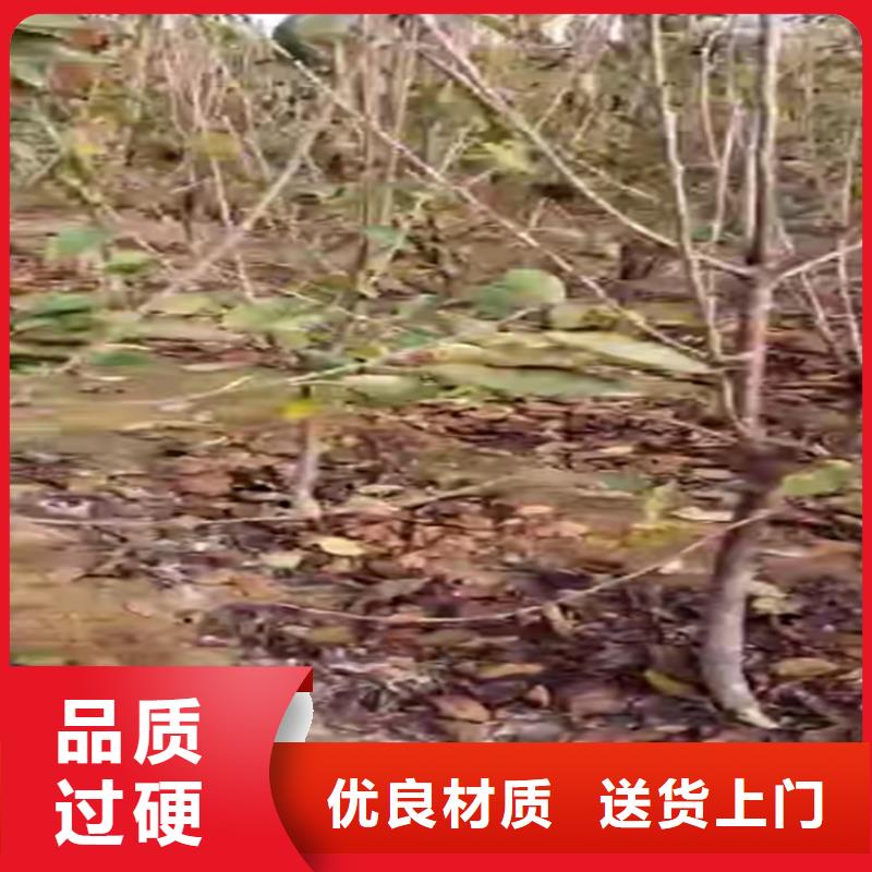 大樱桃树苗怎么卖批发零售
