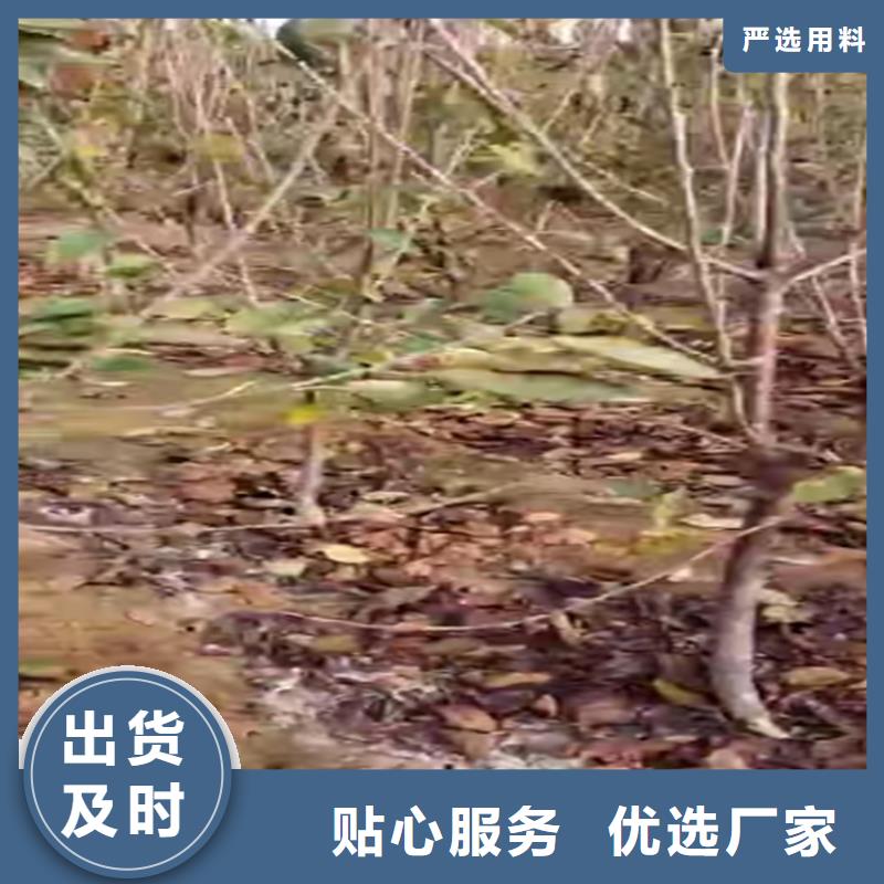车厘子苗当年结果树