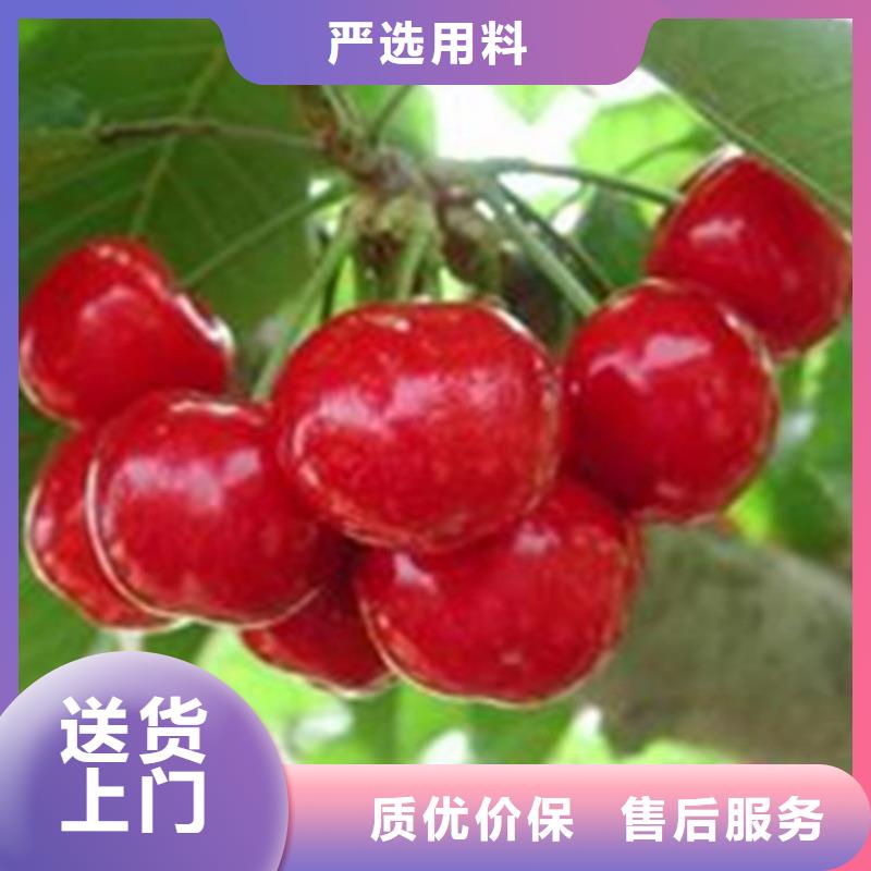 车厘子苗当年结果树