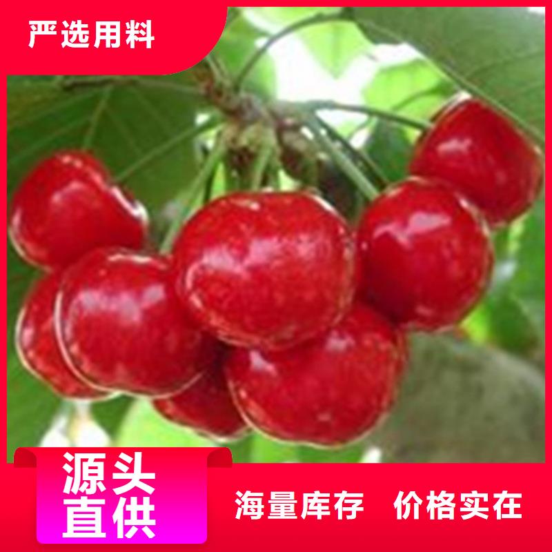 大樱桃树苗怎么卖批发零售