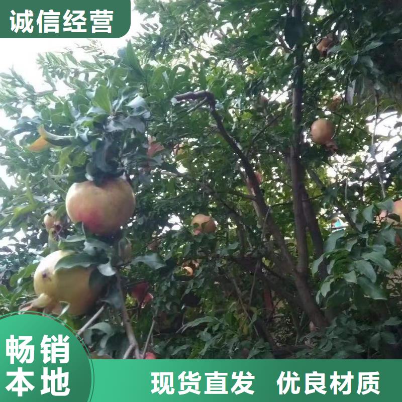 甜籽石榴树苗怎么卖