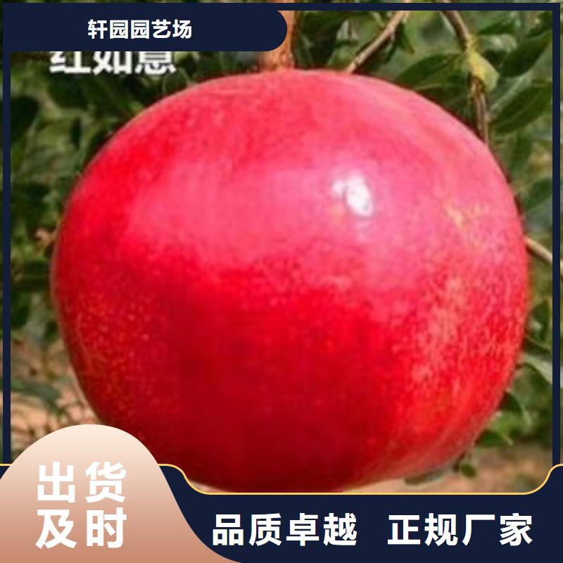 软籽石榴树苗批发价格