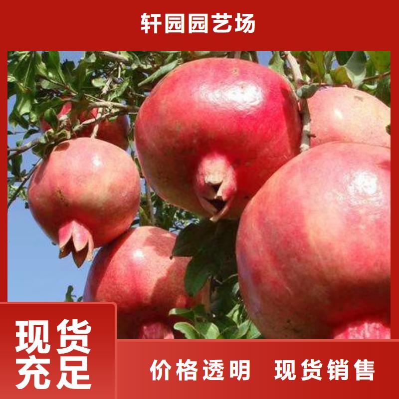 石榴李子苗订购