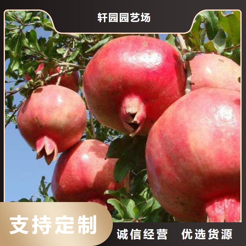石榴苹果苗厂家销售
