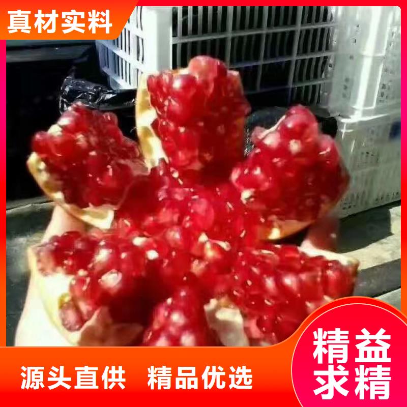 黑籽石榴树苗经济效益