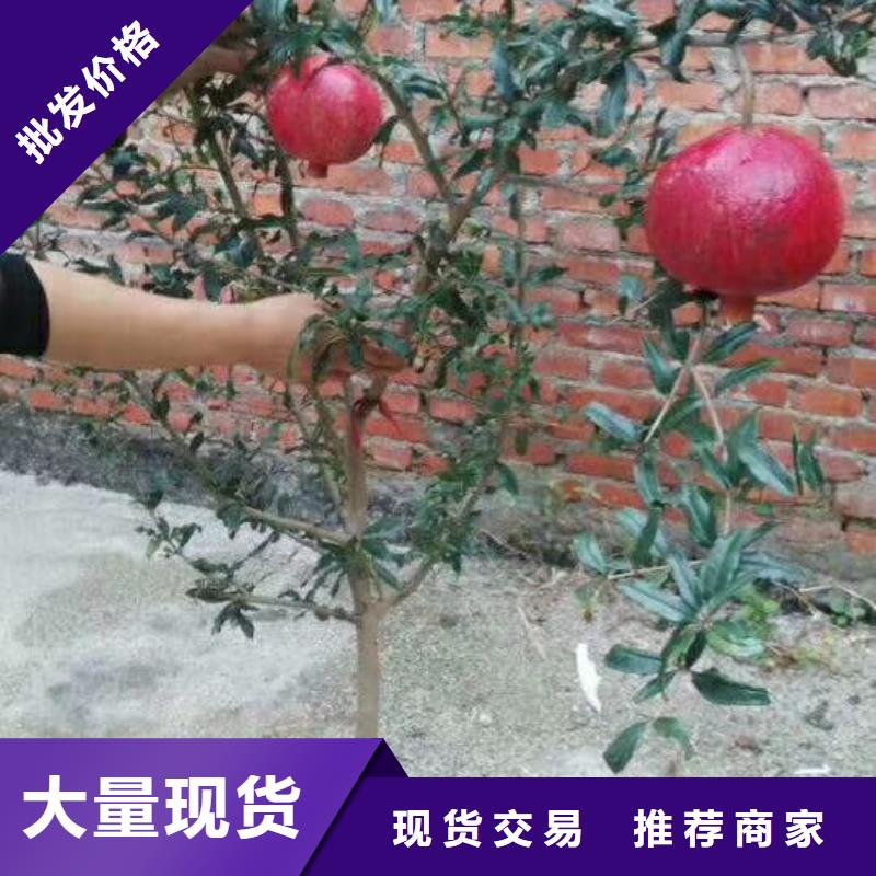 甜籽石榴树苗免费咨询