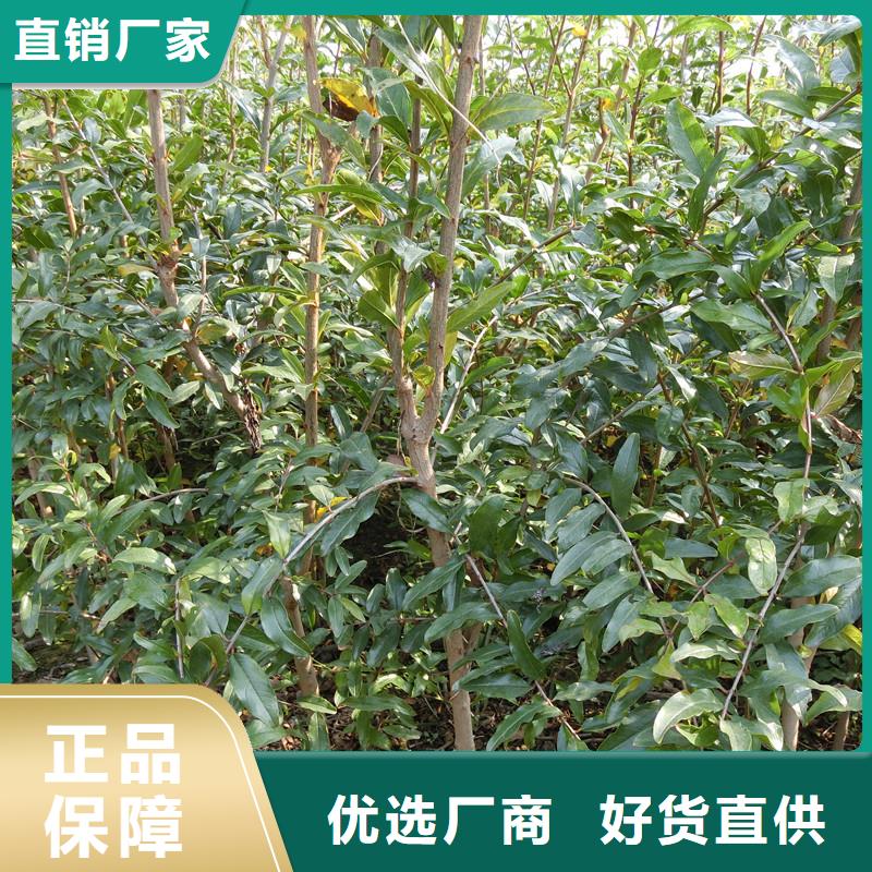 石榴苗新品种