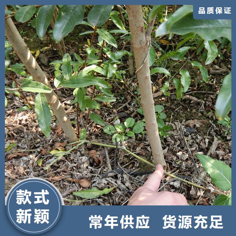 石榴李子苗订购