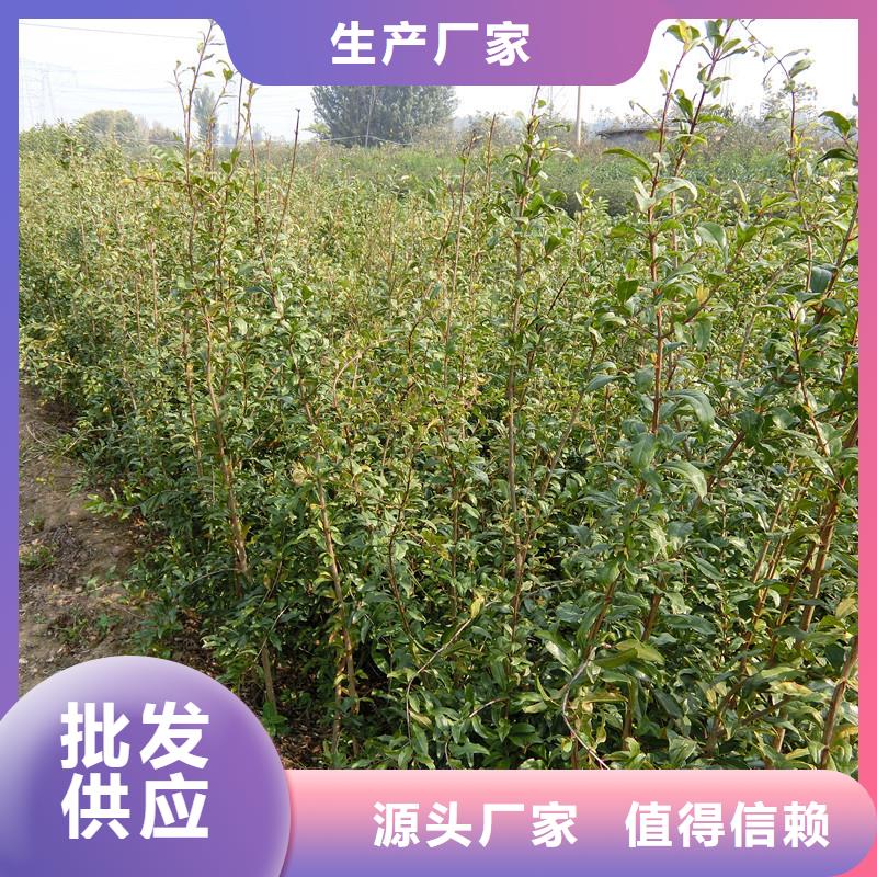 软籽石榴苗根系发达