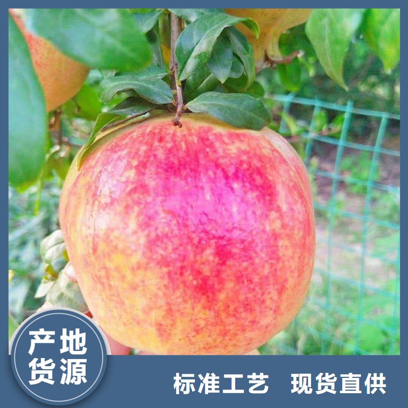 石榴苹果苗厂家销售
