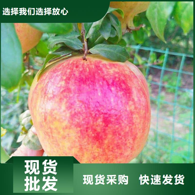 石榴苗新品种