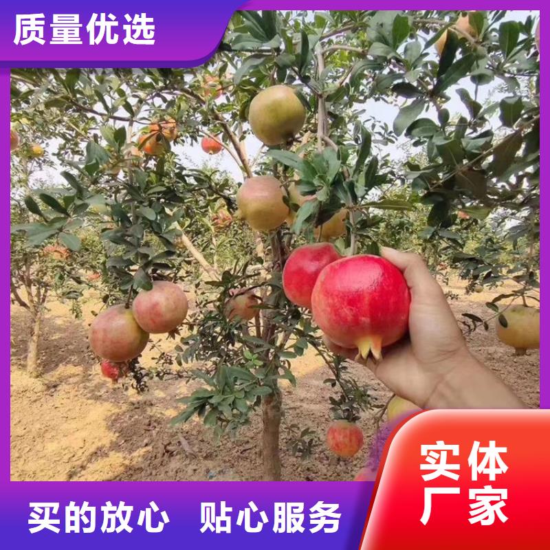 软籽石榴苗根系发达