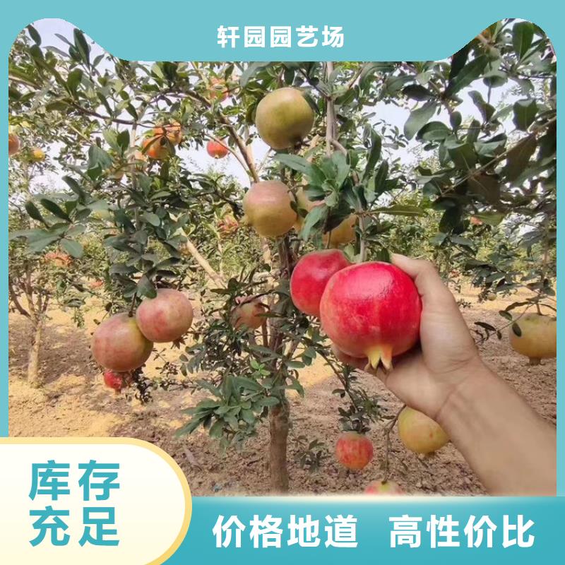 软籽石榴苗经济效益