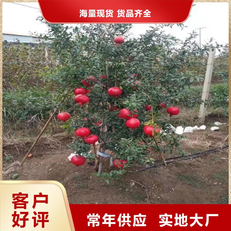 黑籽石榴树苗经济效益