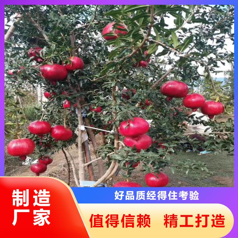 甜籽石榴树苗怎么卖