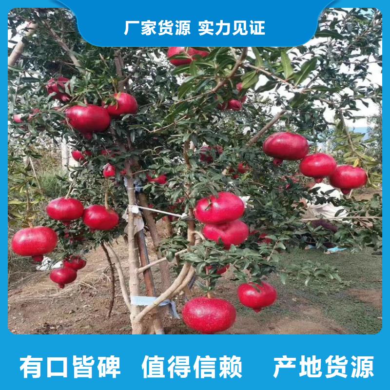 软籽石榴苗经济效益