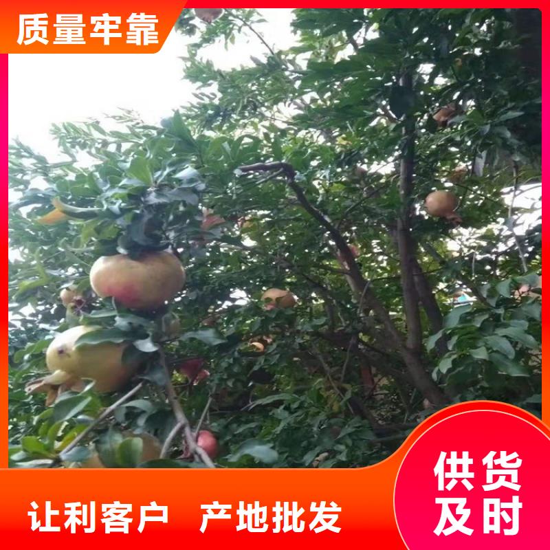 甜籽石榴树苗怎么卖