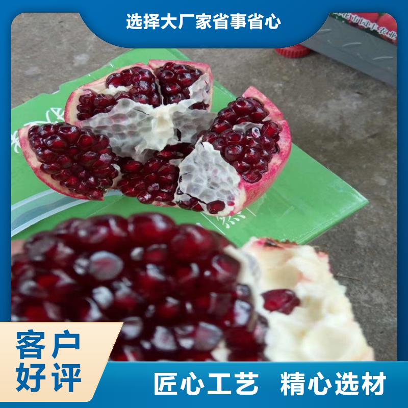 石榴苹果苗厂家销售