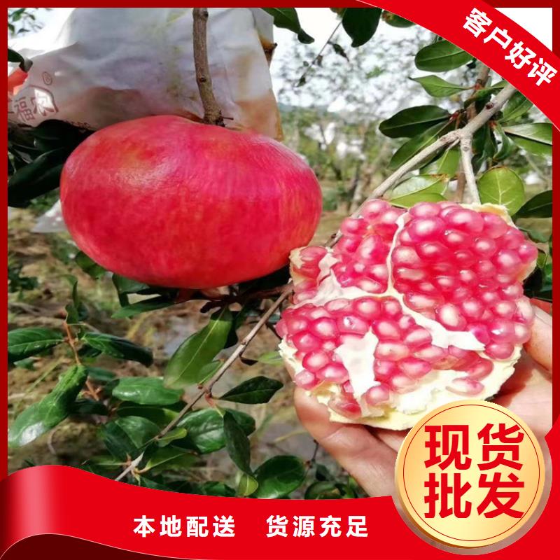 软籽石榴苗露天种植