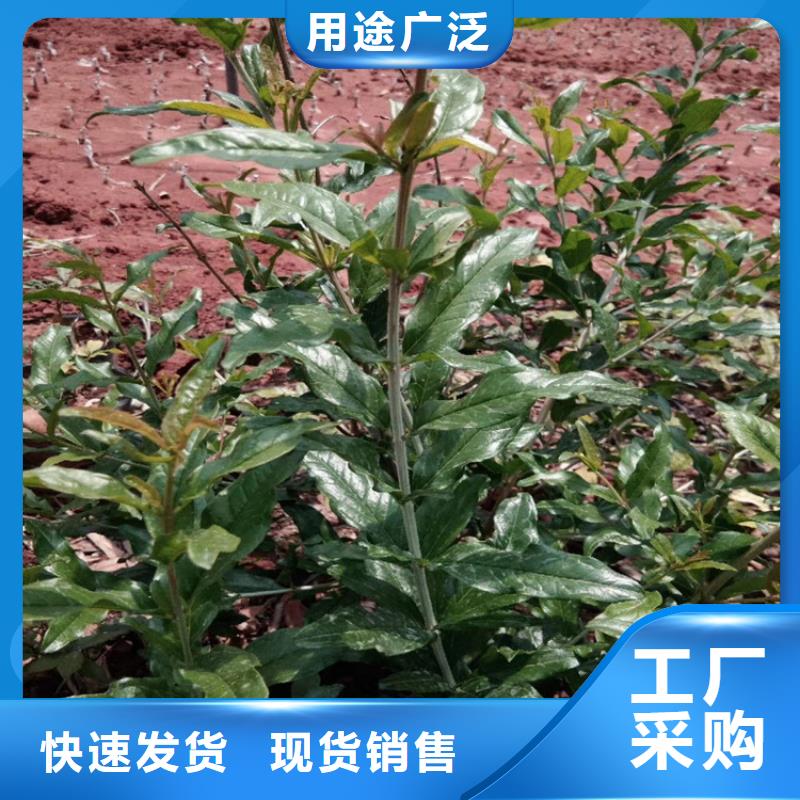 软籽石榴苗根系发达