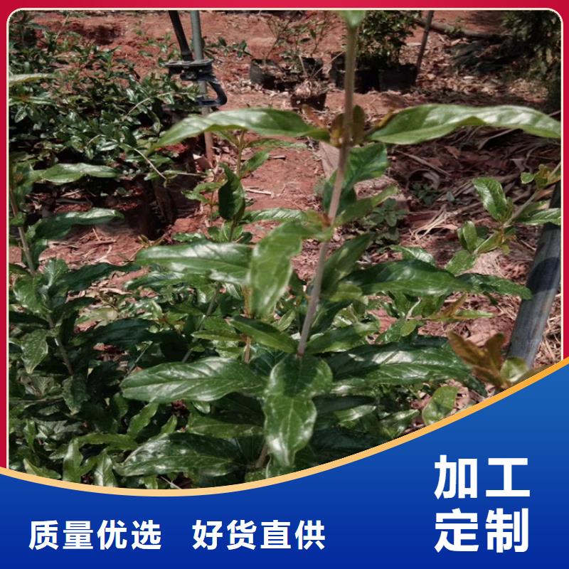 软籽石榴苗什么时间移栽