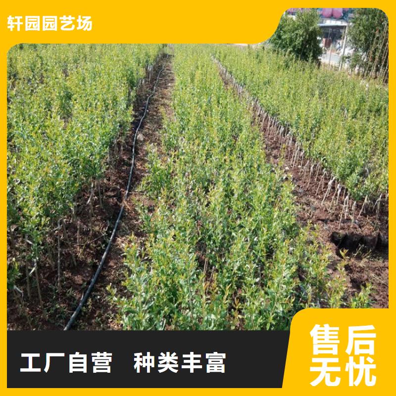 石榴苗新品种