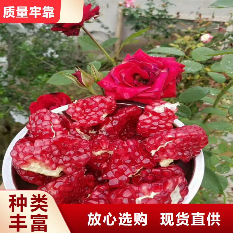 甜籽石榴树苗免费咨询