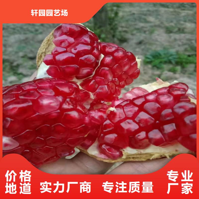 石榴-北美冬青品质保证