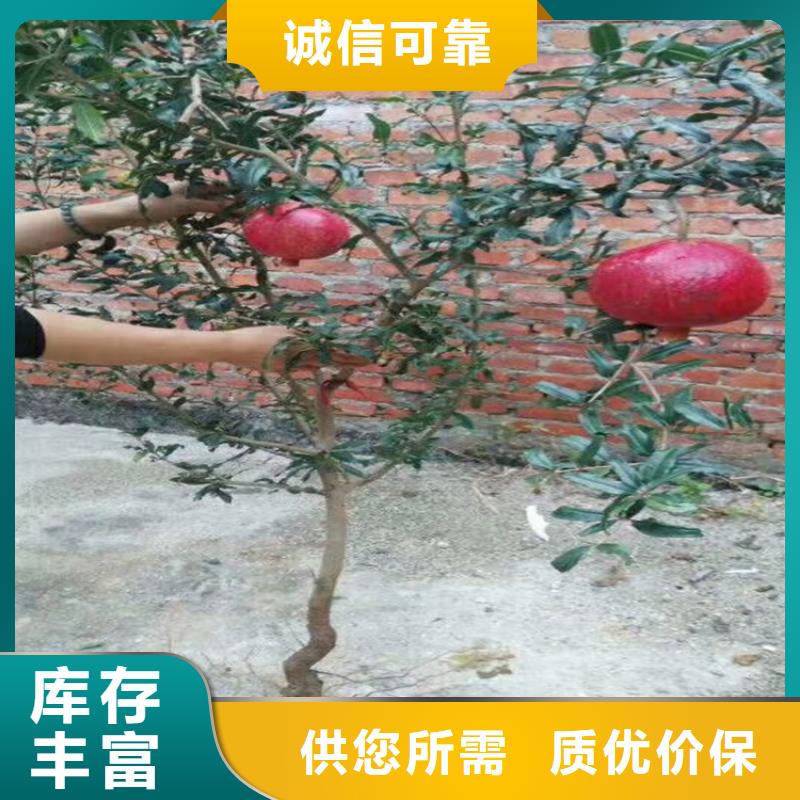 软籽石榴苗根系发达