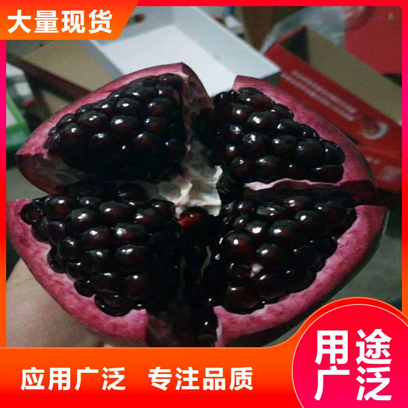 甜籽石榴树苗量大从优