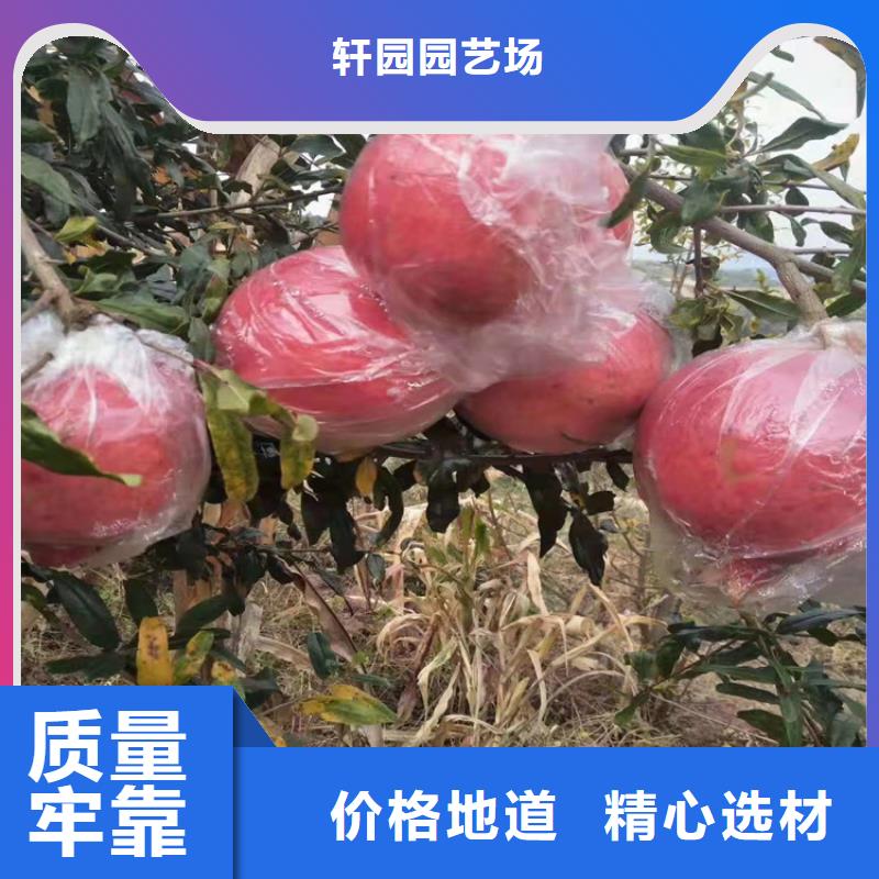 软籽石榴苗露天种植