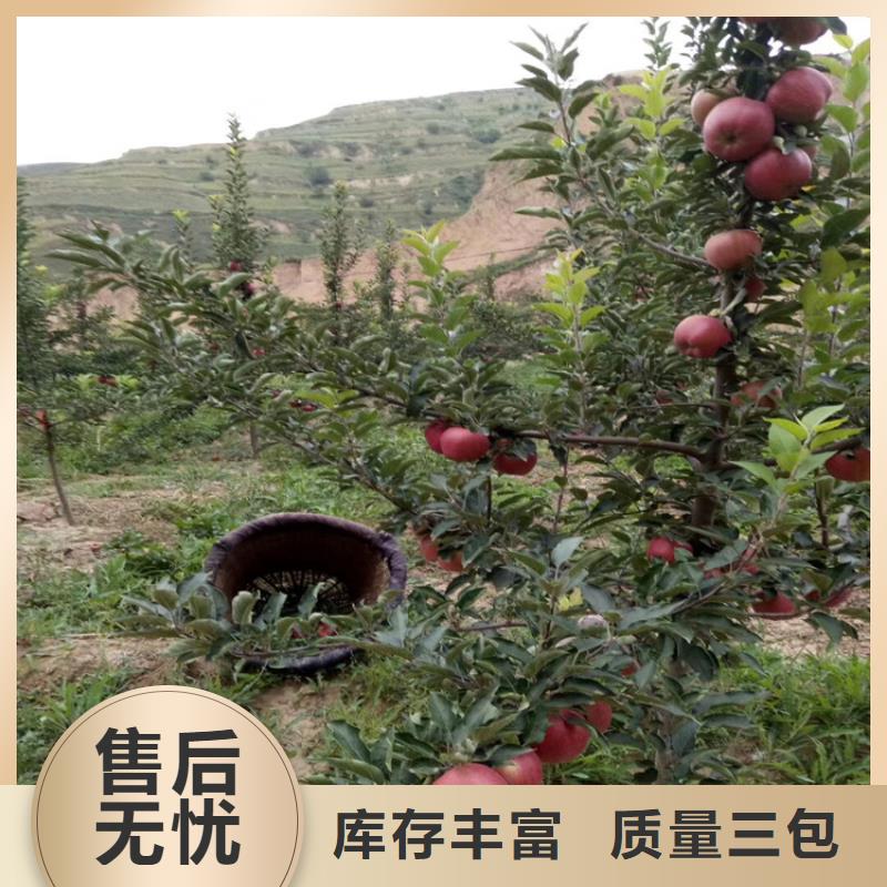 软籽石榴树苗批发价格