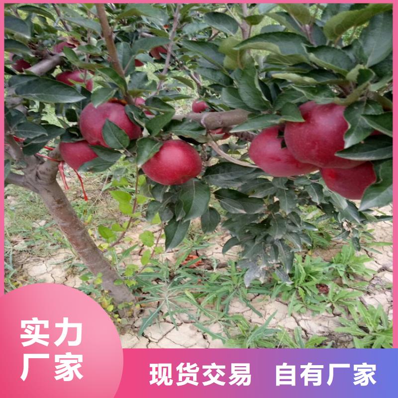 黑籽石榴树苗采摘园