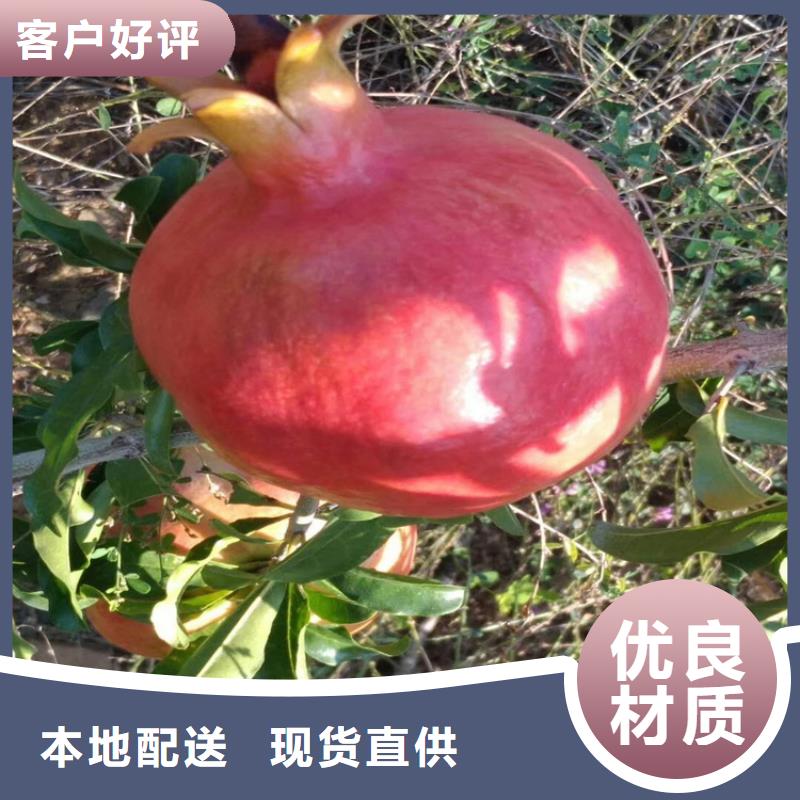 甜籽石榴树苗怎么卖
