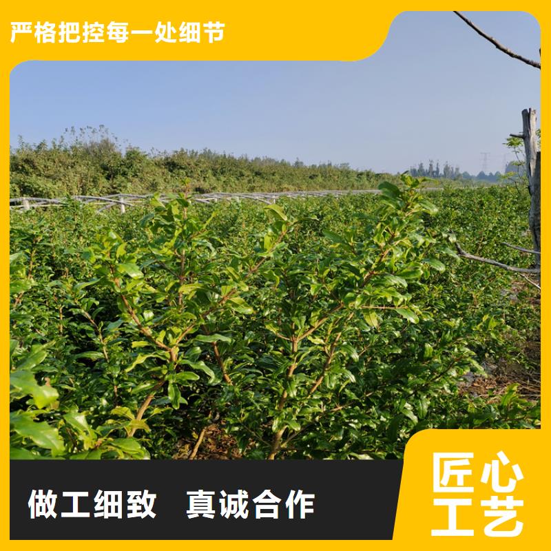 软籽石榴苗经济效益