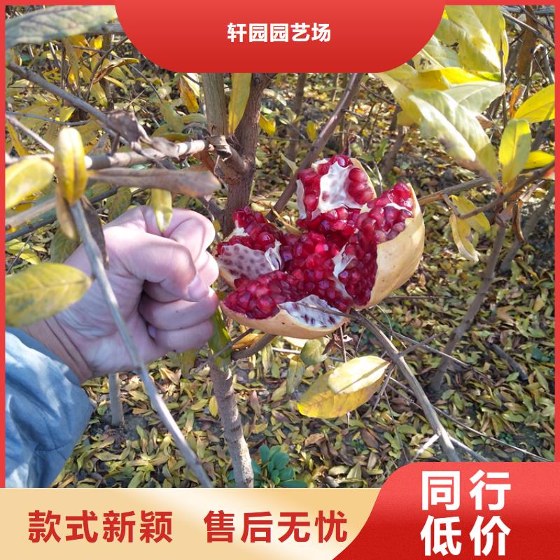 黑籽石榴树苗经济效益