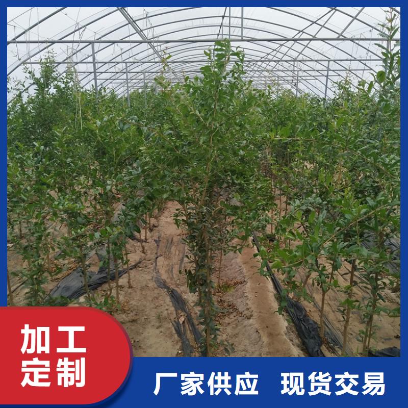 软籽石榴苗露天种植