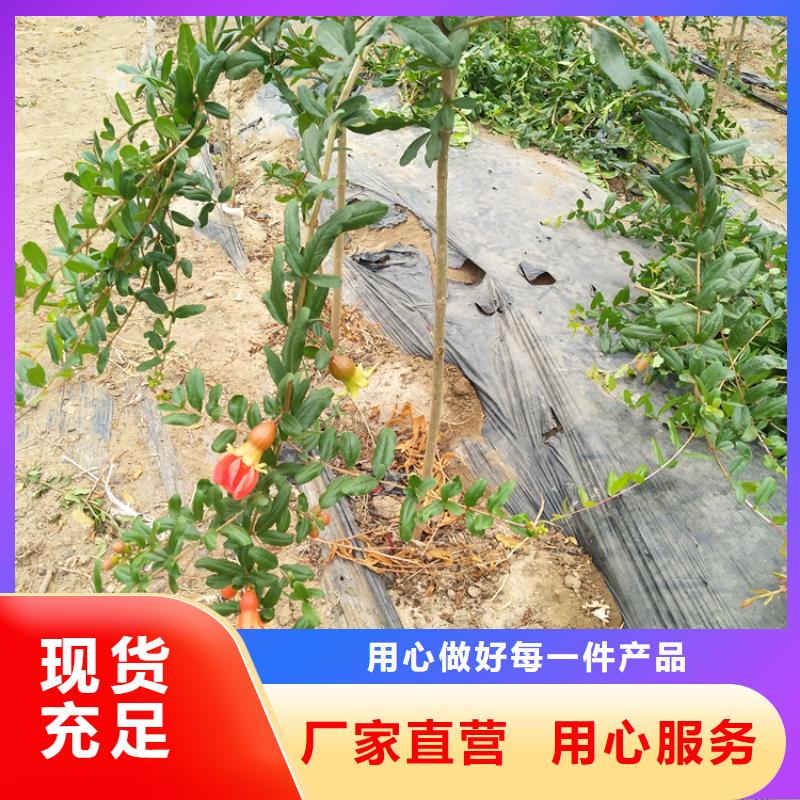 甜籽石榴树苗免费咨询