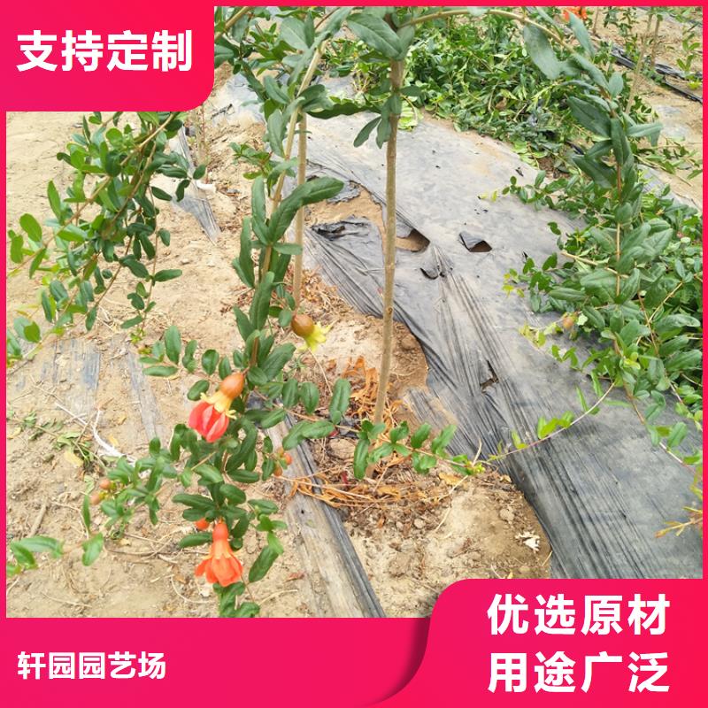 软籽石榴树苗批发价格