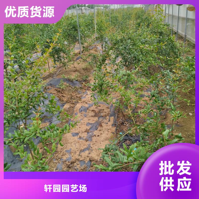 石榴李子苗订购