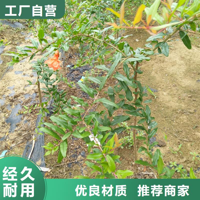甜籽石榴树苗免费咨询