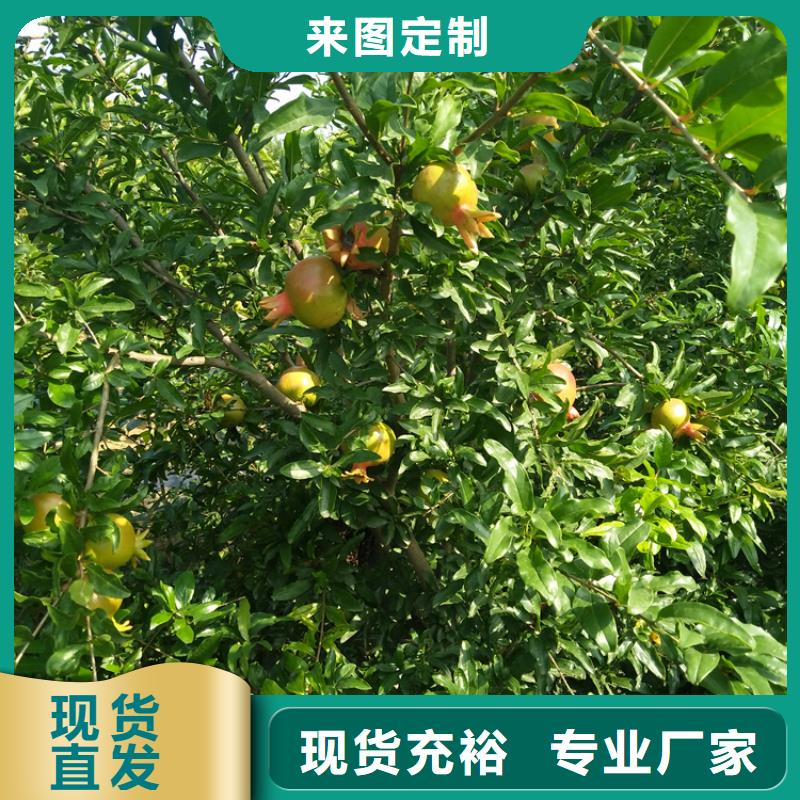 软籽石榴苗根系发达