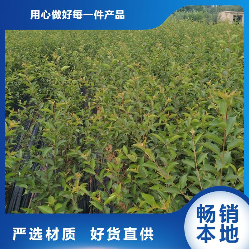 甜籽石榴树苗怎么卖