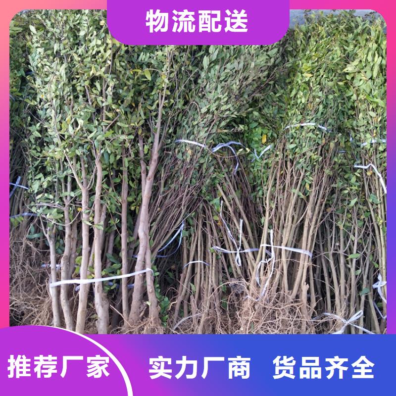 石榴苗新品种