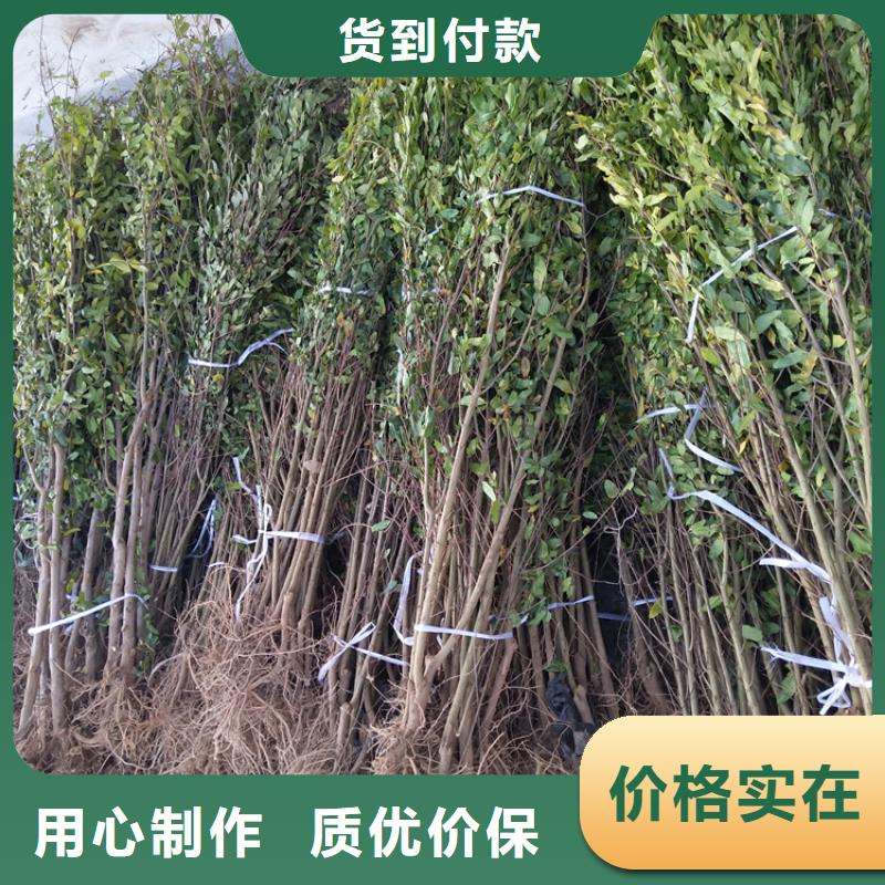 甜籽石榴树苗量大从优
