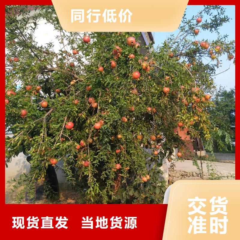 软籽石榴苗根系发达